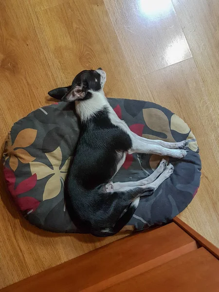 Chihuahua fekete és fehér álmos pihen — Stock Fotó