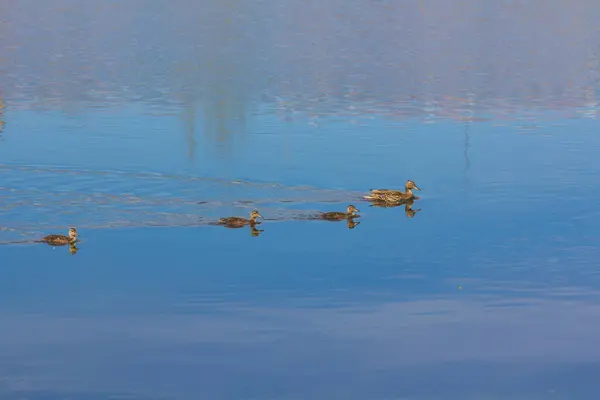 Family of ducks swim in a quiet river — Stock Photo, Image