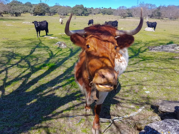 Retrato de la cara de una vaca — Foto de Stock