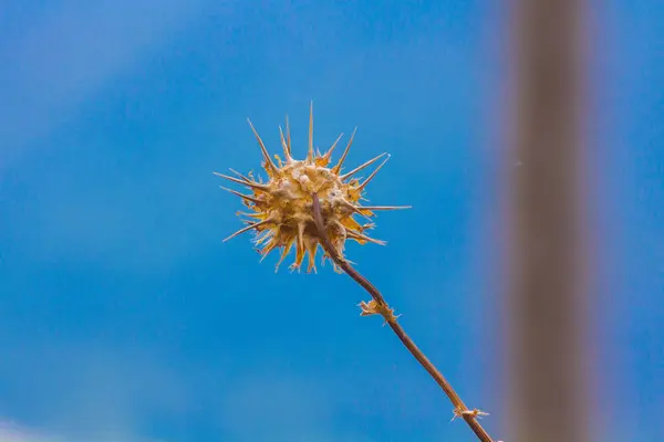 Cardos de campo en primavera — Foto de Stock