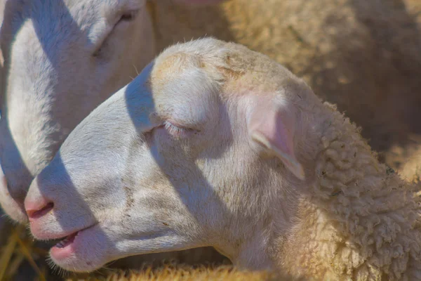 Der Kopf eines Schafes neben anderen in einem Stall — Stockfoto