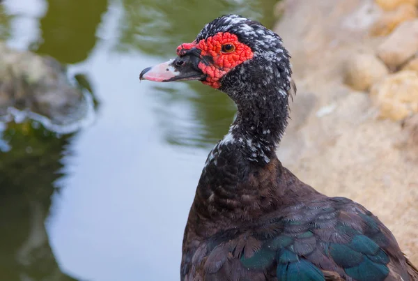 Černá kachna s červenou tváří — Stock fotografie