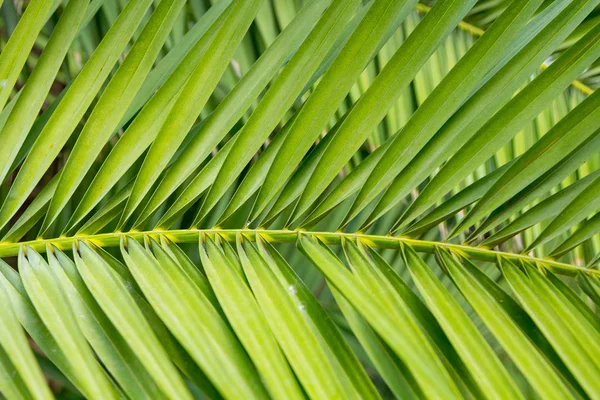 Fundo com folhas de palma — Fotografia de Stock