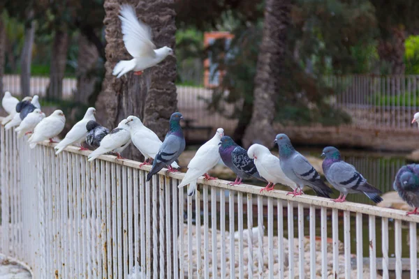 Beyaz ve gri güvercinler üzerinde bir park korkuluk — Stok fotoğraf