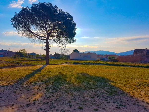 Scena di un pino al tramonto — Foto Stock