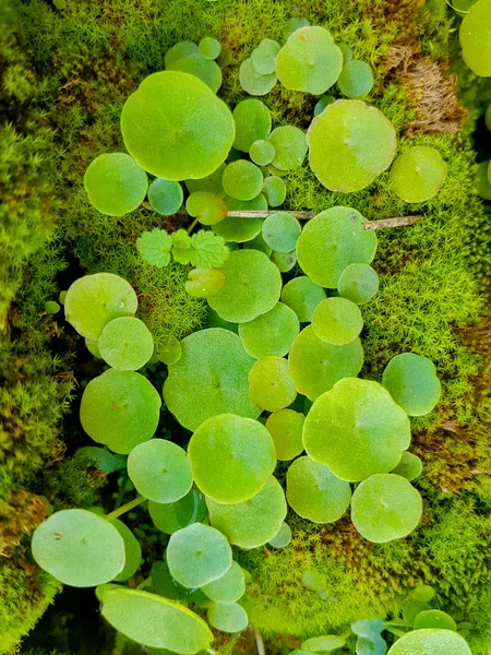 Plants of round leaves in rock with moss — Stock Photo, Image