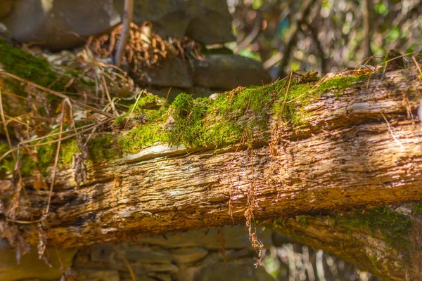 Trunk full of moss and vegetation — Stock Photo, Image