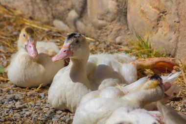 Çiftlik ördek yere dinlenmek