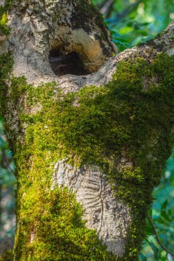 Gövde moss ve bitki örtüsü dolu