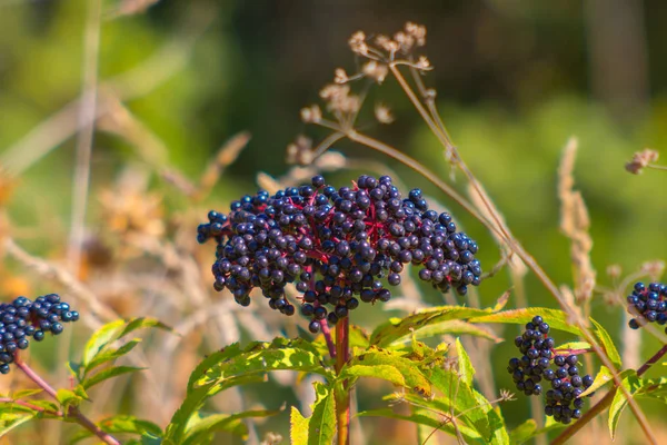 Plantas de sementes pretas durante a primavera — Fotografia de Stock