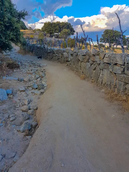 Strada sterrata tra campi di quercia — Foto Stock