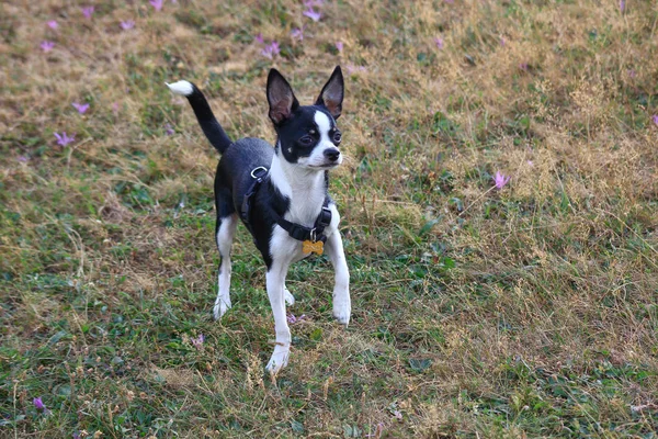 Chihuahua blanco y negro caminando por el campo — Foto de Stock