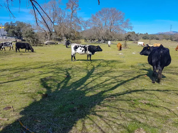 Las vacas pastan en el campo — Foto de Stock