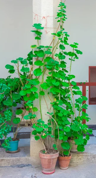 Häuser mit Blumen in den Städten der Pyrenäen in Huesca, Spanien — Stockfoto