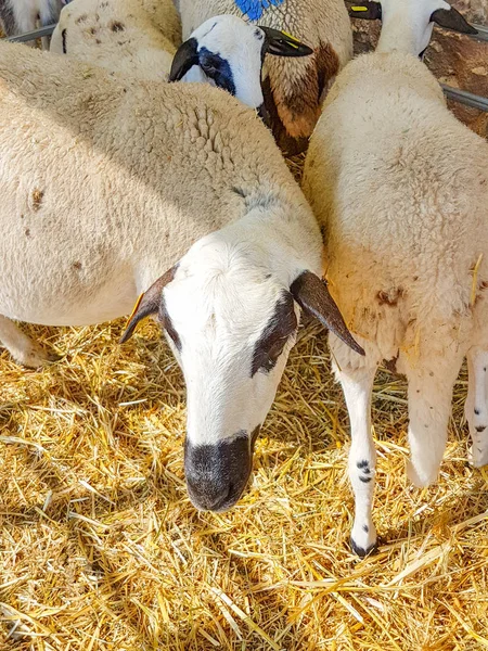 Schafe ohne Schur für Wolle — Stockfoto