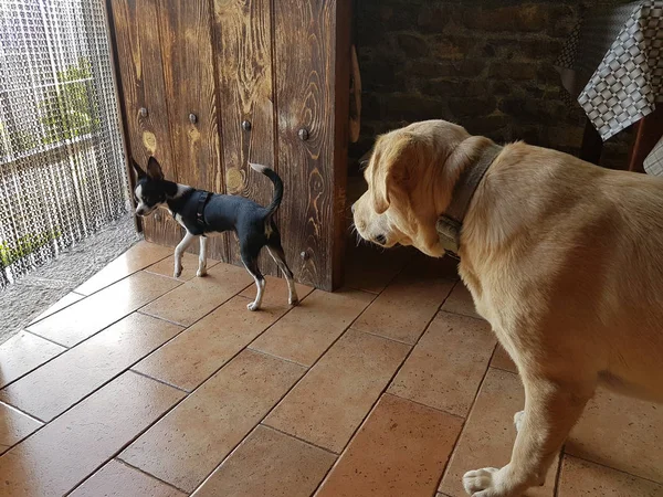Schwarz-weißer Chihuahua spielt mit einem Retriever-Hund — Stockfoto