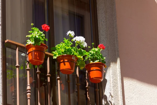 Fiori colorati in vasi e vasi da fiori — Foto Stock
