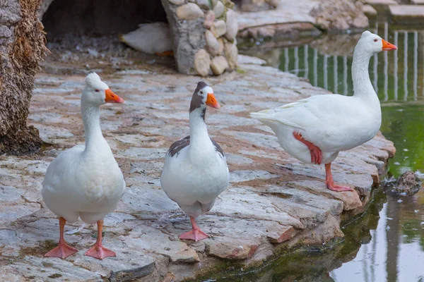 Geese walking on the water — Stock Photo, Image