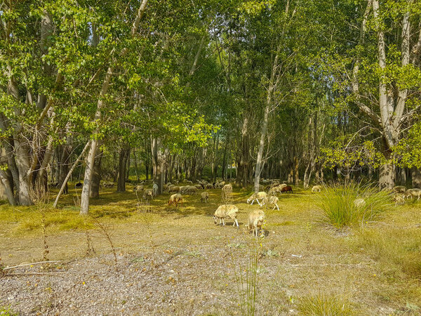 Sheep without shearing for wool