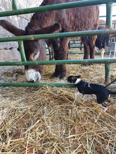 Black and white chihuahua plays with a Donkey