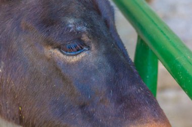 Makro bir ineğin göz