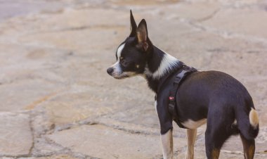 siyah beyaz bir chihuahua