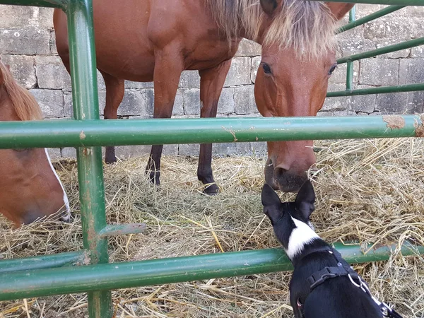 Chihuahua preto e branco brinca com um cavalo — Fotografia de Stock