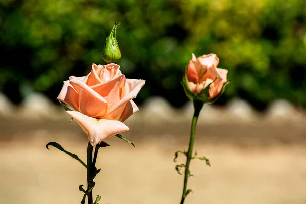 Rosas Vermelhas Bonitas Flor — Fotografia de Stock