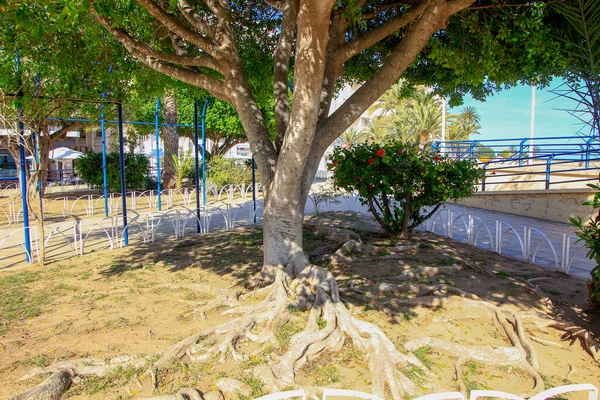 Path Park Full Trees — Stock Photo, Image