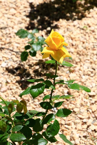 美丽的黄色玫瑰盛开 — 图库照片