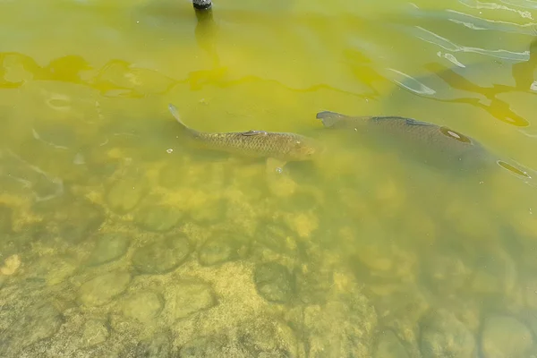 在水面上觅食的鱼 — 图库照片