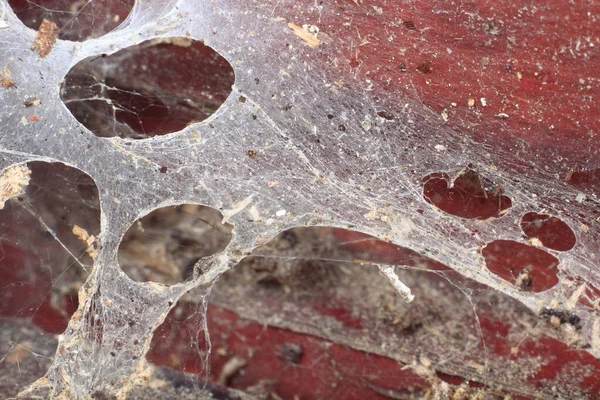 Beraberlik Kalın Örümcek Ağı — Stok fotoğraf