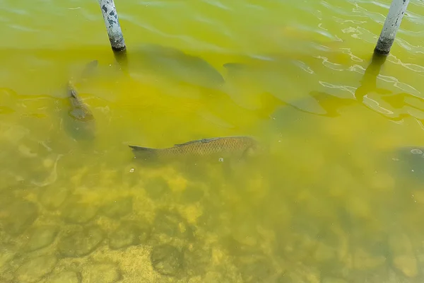 Peces Que Buscan Alimento Superficie Del Agua —  Fotos de Stock