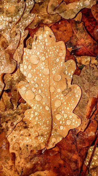 Dry Leaves Autumn Dew Drops — Stock Photo, Image