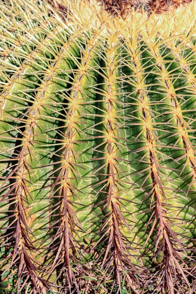 Echinocactus Grusonii Kaktus Som Kallas Svärmorssätet — Stockfoto