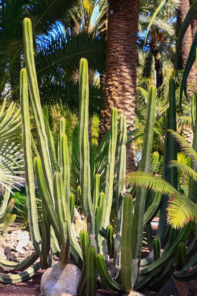 Grande Cacto Euphorbia Canariensis — Fotografia de Stock