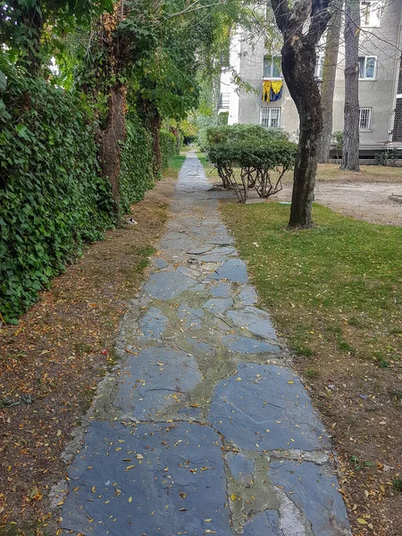 Path Park Full Trees — Stock Photo, Image