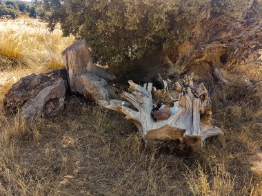 Ağaç gövdesi tarlada kesilmiş.