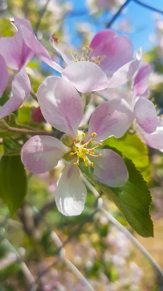 Bellissimi Fiori Con Petali Rosa — Foto Stock