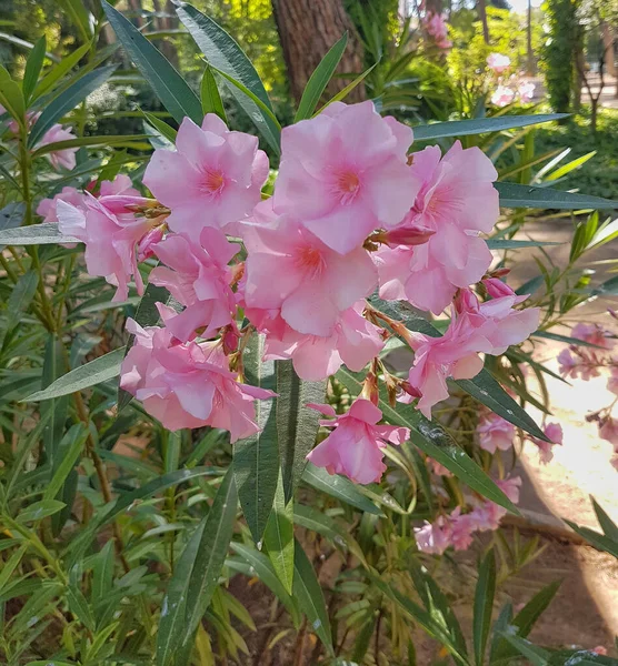 Belles Fleurs Aux Pétales Roses — Photo