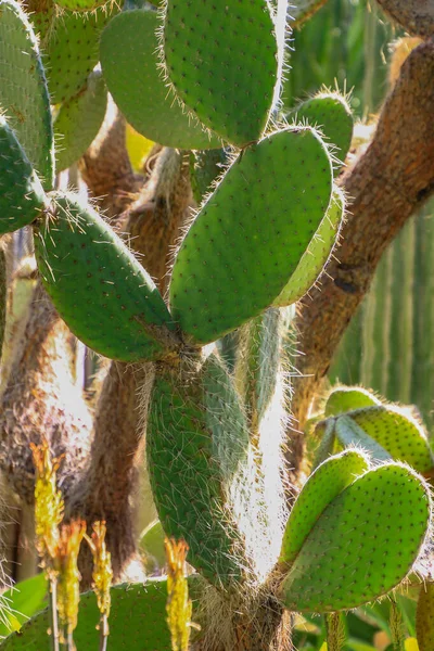 Opuntia Ficus Indica Cactus Called Prickly Pear — Stock Photo, Image