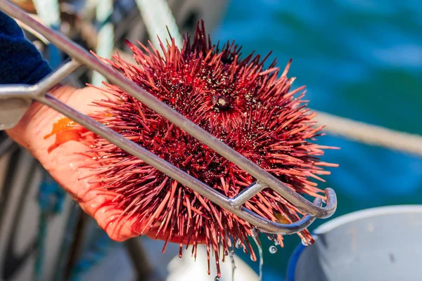 Sea urchins on sale by the fishing harbor in Half Moon Bay Calif — Stock Photo, Image