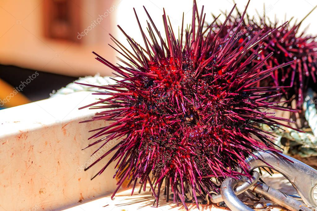 Close up sea urchins on sale at the harbor in Half Moon Bay Cali