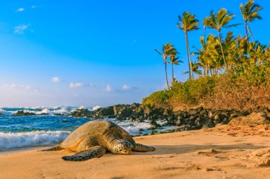 Nesli tükenmekte olan Hawaiian yeşil deniz kaplumbağası-North Shore, Oahu, Hawaii kumlu plaj
