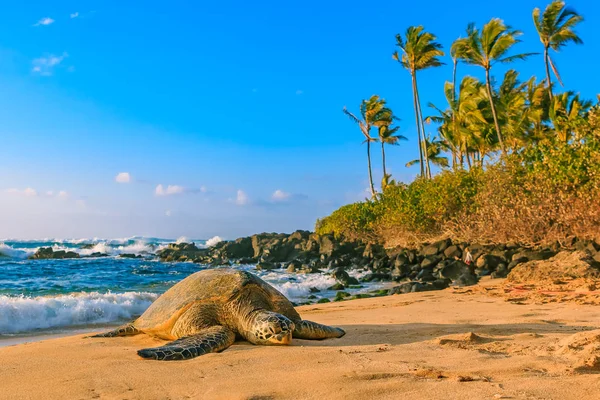 Tartaruga marinha verde havaiana em perigo na praia de areia em North Shore, Oahu, Havaí Imagens Royalty-Free