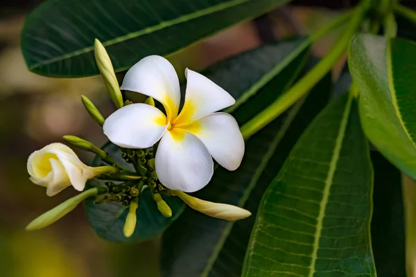 Flor de plumeria branca — Fotografia de Stock