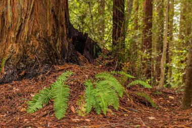 Yosunlu sequoia ağaç gövdesi California Redwoods ormandaki