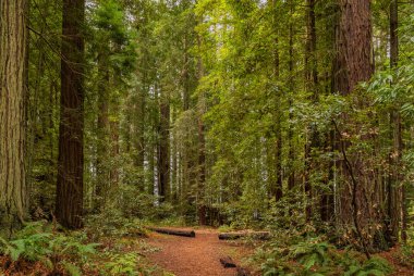 Fern dev SEQUOIAS California Redwoods ormandaki aşağıda