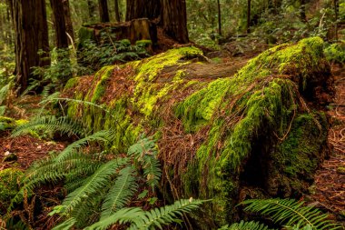 Yosunlu sequoia ağaç gövdesi California Redwoods ormandaki