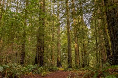 California Redwoods ormandaki dev Sekoya ağaçları
